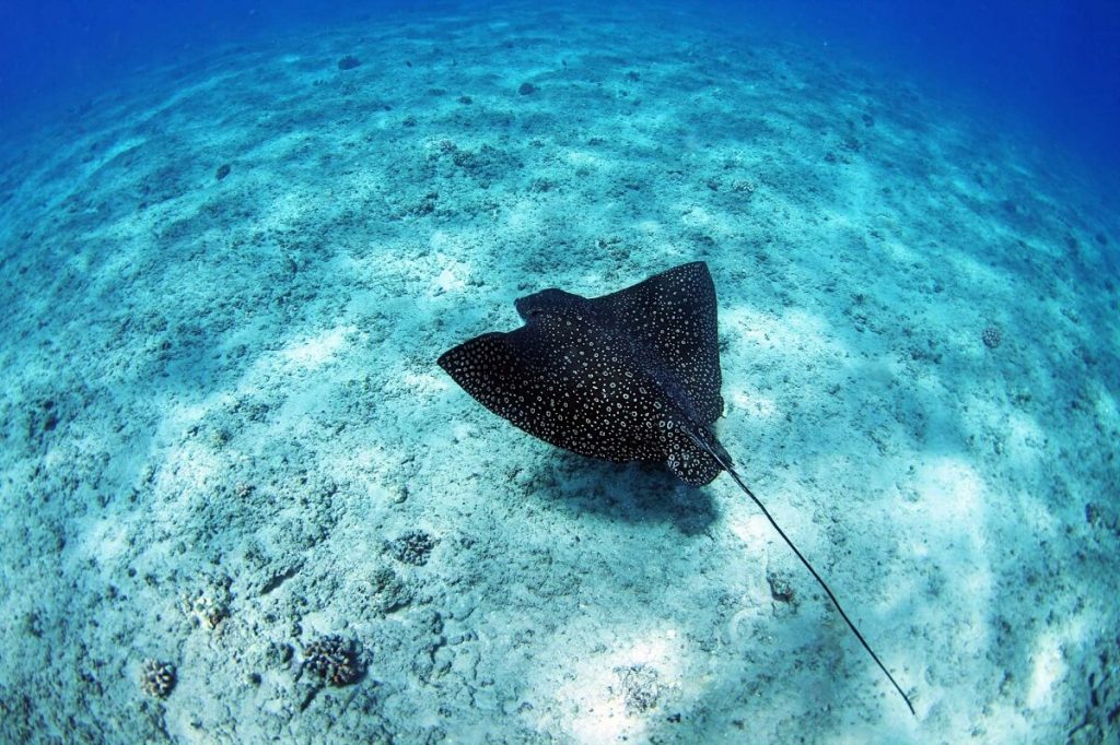 Molokai Fringing Reef